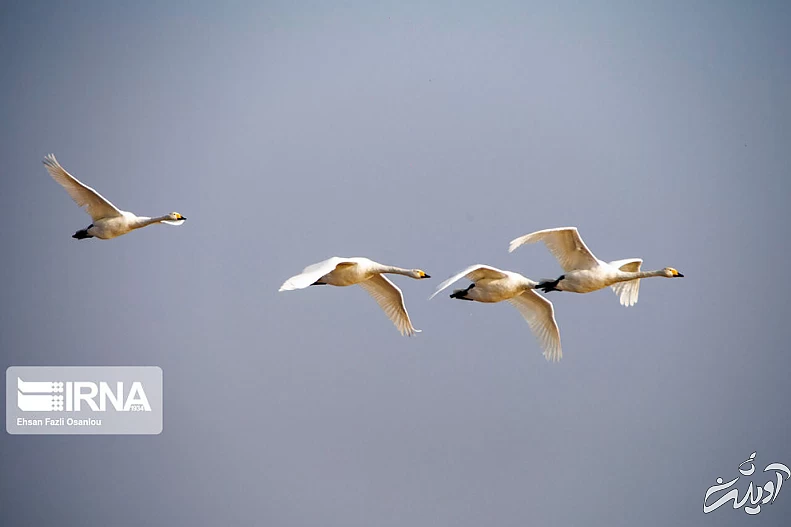 (تصاویر) قوهای فریادکش در تالاب سرخرود